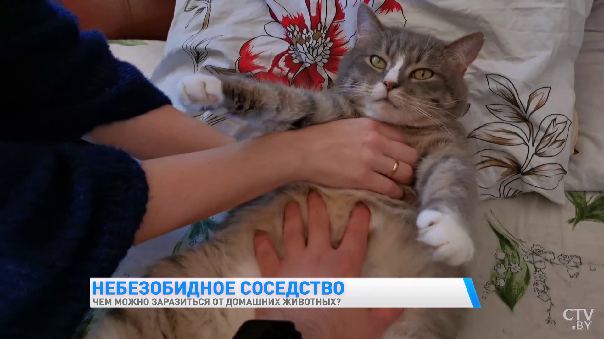 «Могут быть так называемые круглые черви». Чем можно заразиться от домашних животных? -10